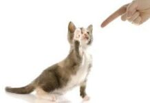 Lección 10: Adiestramiento