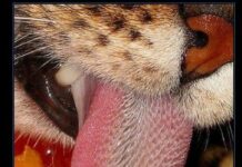 Características de la lengua del gato