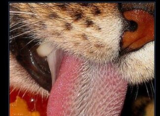 Características de la lengua del gato