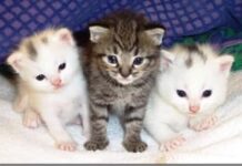 Lección 7: Conociendo el carácter gatuno