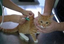 Tratamientos para cáncer de gato
