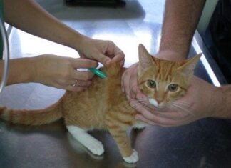 Tratamientos para cáncer de gato