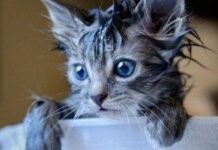 Lección 6: Hábitos higiénicos