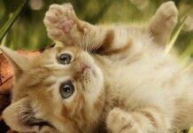 Curso: Cómo criar un gatito