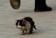 Lección 2: La adopción por encima de la compra