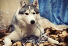 Lección 8: La integración en la familia