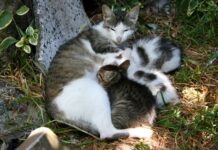 Lección 4: Lactancia