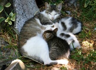 Lección 4: Lactancia