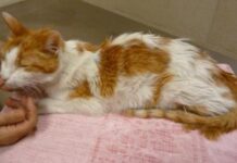 Peritonitis infecciosa felina (PIF)