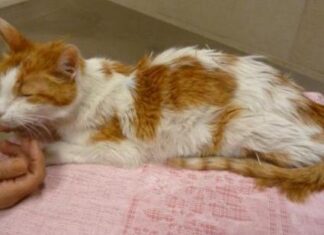 Peritonitis infecciosa felina (PIF)