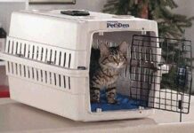 Lección 12: Recomendaciones para llevarlo de viaje