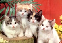 Lección 3: Ventajas de tener un gato