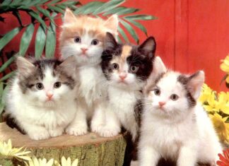 Lección 3: Ventajas de tener un gato