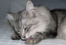 Acicalamiento de los gatos