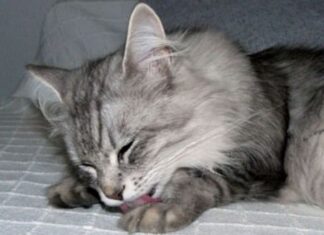 Acicalamiento de los gatos