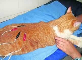 Tratamientos alternativos para gatos: acupuntura