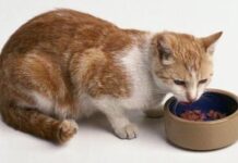 Alimentos para gatos