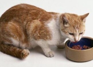 Alimentos para gatos