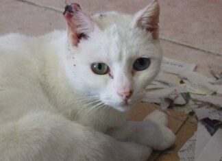 Cáncer de piel en los gatos