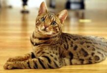 Trastornos del Comportamiento felino