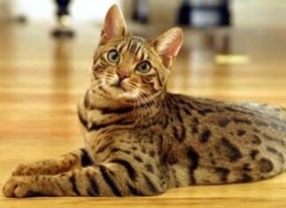 Trastornos del Comportamiento felino