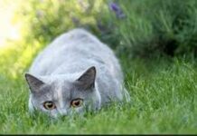 Consulta médica veterinaria y la etología