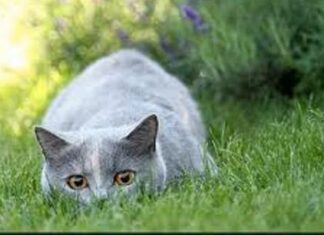 Consulta médica veterinaria y la etología