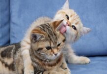 Los gatos sus sentidos y habilidades innatas