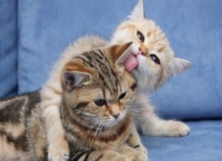 Los gatos sus sentidos y habilidades innatas