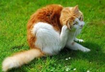 Efecto de las pulgas en los gatos