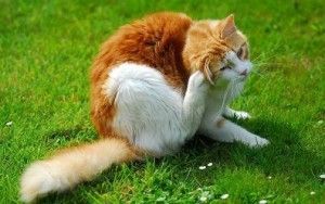 pulga-del-gato-ctenocephalides-felis