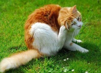 Efecto de las pulgas en los gatos