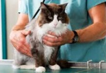 Importancia del veterinario para la salud del gato