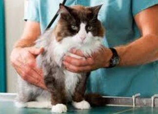 Importancia del veterinario para la salud del gato