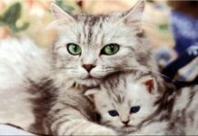 Alimenta bien a tu gato durante la gestación y lactancia