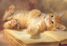 Cómo educar a nuestro gato