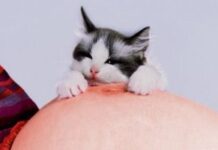 La convivencia con tu gato cuando estás embarazada