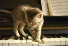 Música para gatos