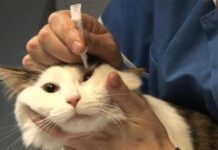 Síntomas de infección en los ojos de los gatos