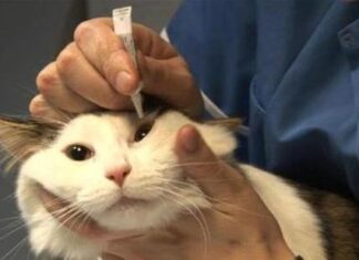 Síntomas de infección en los ojos de los gatos