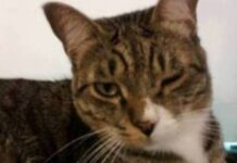 Conjuntivitis en los ojos de los gatos