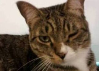 Conjuntivitis en los ojos de los gatos