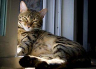 El embarazo en las gatas