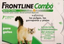 Eliminar las Pulgas de tu Gato eliminar pulgas gato