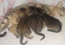 Alimentación para gatas lactantes