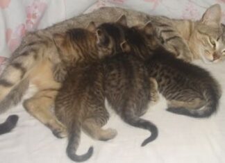 Alimentación para gatas lactantes