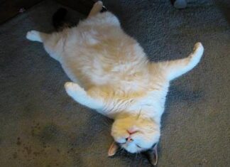 La obesidad en los gatos