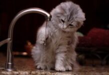 Gatos limpios y sin miedo al agua