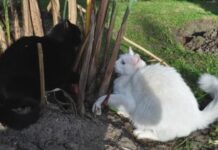 La territorialidad de los gatos