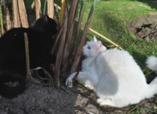 La territorialidad de los gatos